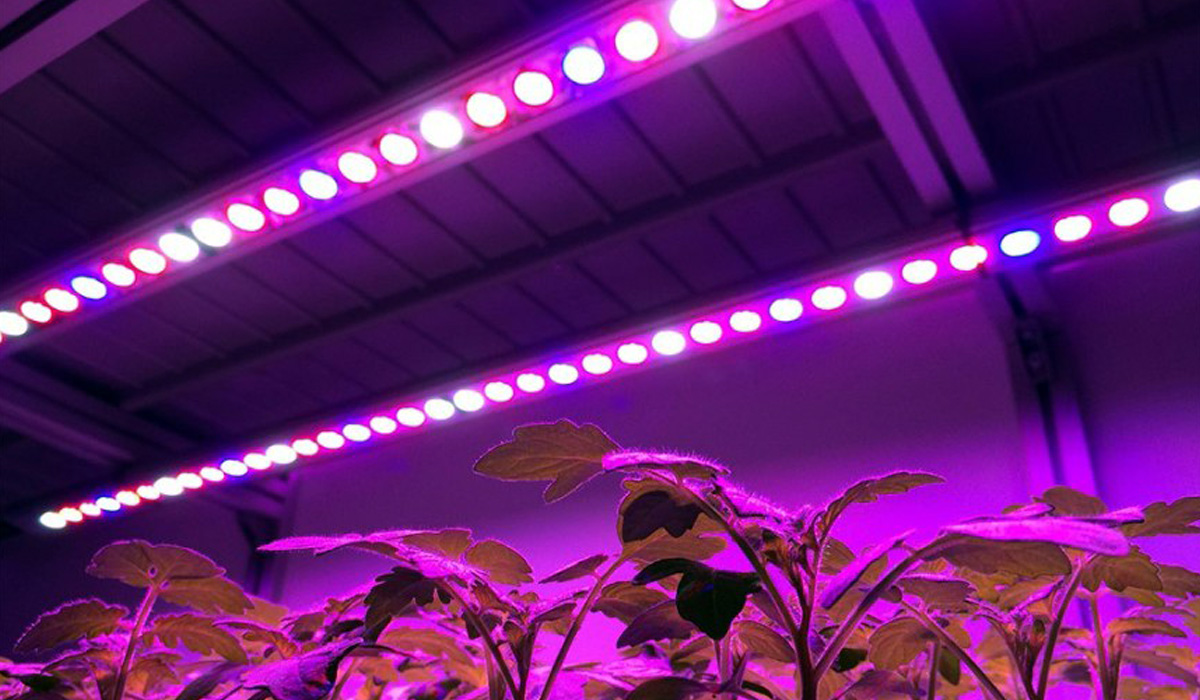 Using LED for growing plants