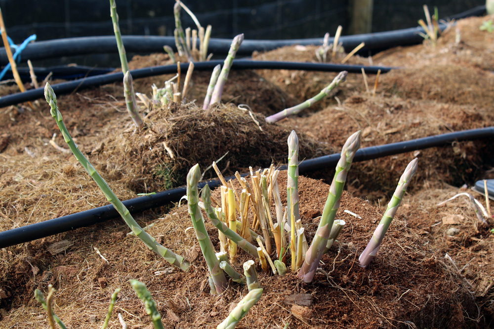 asparagus grown in coco coir beds