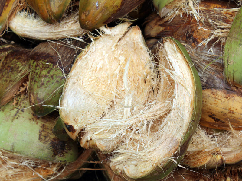 closeup of a coconut husk
