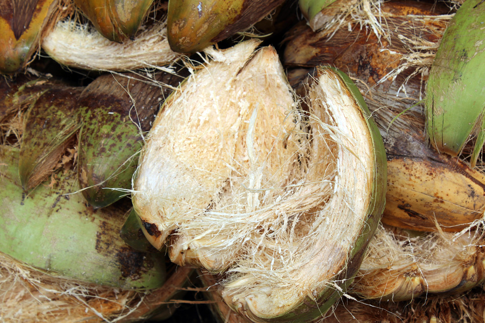 closeup of a coconut husk
