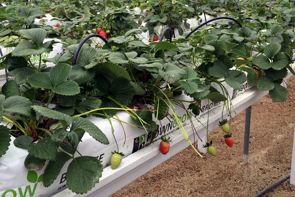 Strawberry grown on coir grow bags