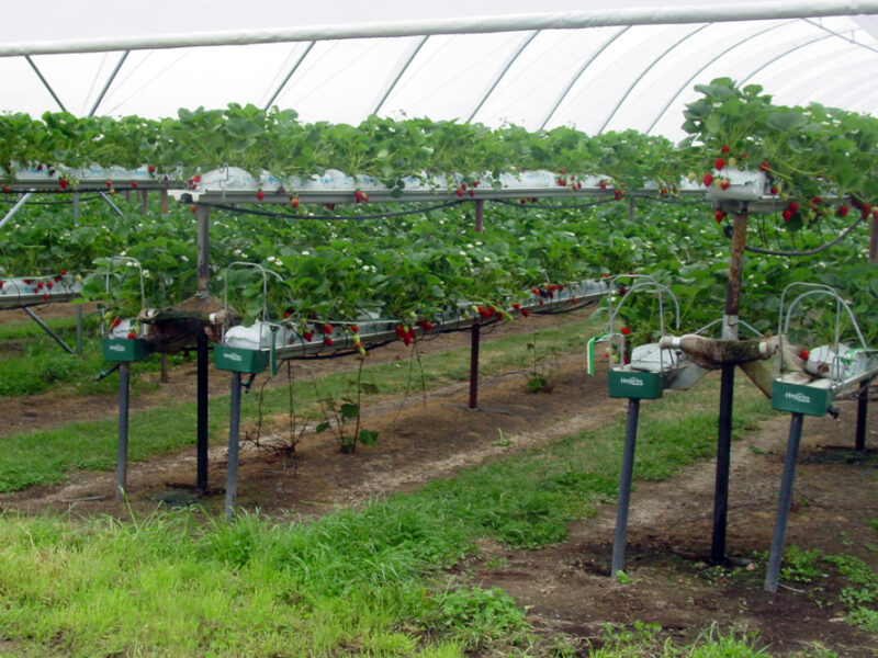 Strawberry in coco coir