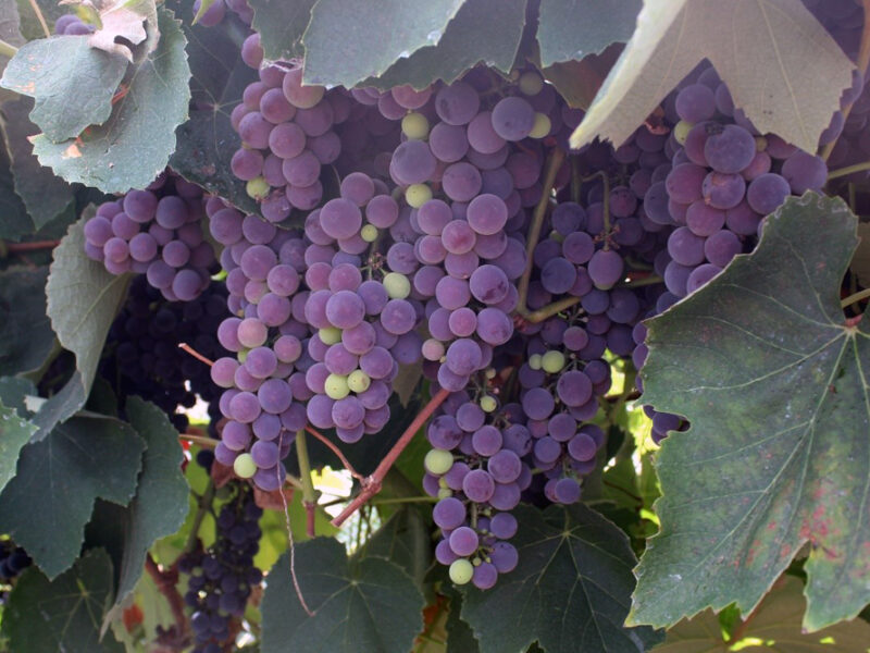 Desert Grapes